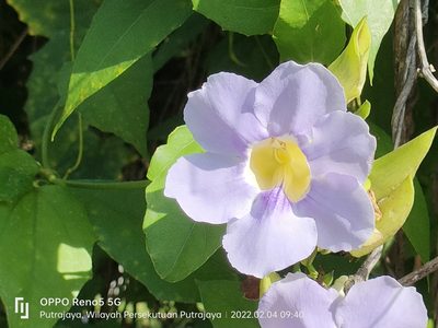 Thunbergia grandiflora, photographed by Ong Jyh Seng