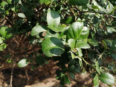 Atalantia buxifolia, photographed by 五色鳥