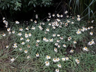 Leucanthemum maximum, photographed by naturewatchwidow