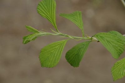 Crataegus punctata, photographed by Eric Knight