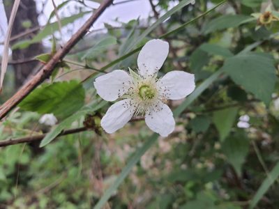 Rubus croceacanthus, photographed by kuei-chen
