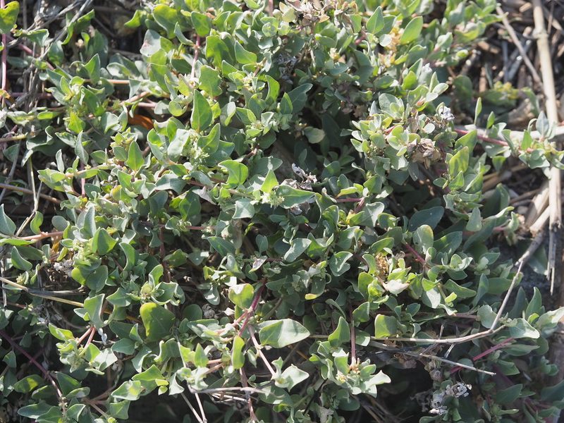Atriplex maximowicziana, photographed by 葉子