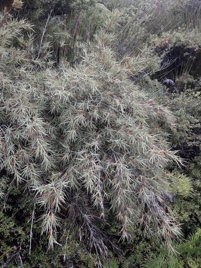 Dracophyllum trimorphum, photographed by naturewatchwidow