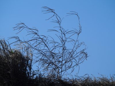 Sesbania cannabina, photographed by 葉子
