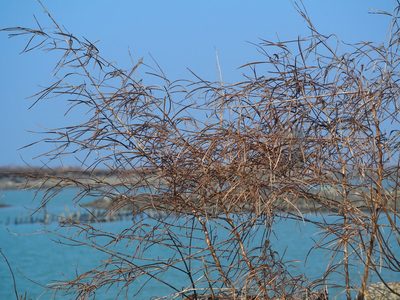 Sesbania cannabina, photographed by 葉子