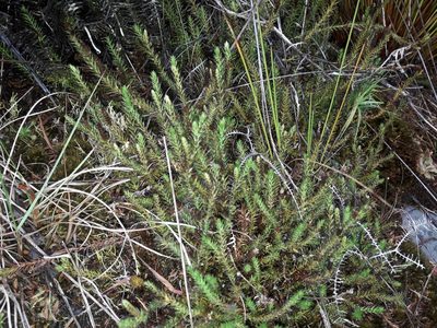 Lateristachys lateralis, photographed by naturewatchwidow