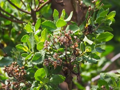 Pluchea indica, photographed by 葉子