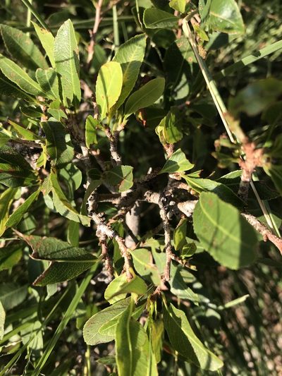 Ochna pretoriensis, photographed by rosshawkins