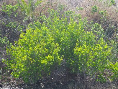 Lumnitzera racemosa, photographed by 葉子