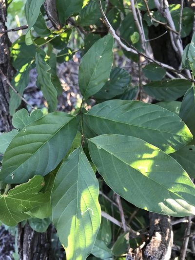 Berchemia discolor, photographed by rosshawkins