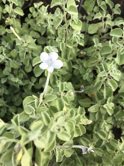Barleria heterotricha, photographed by rosshawkins