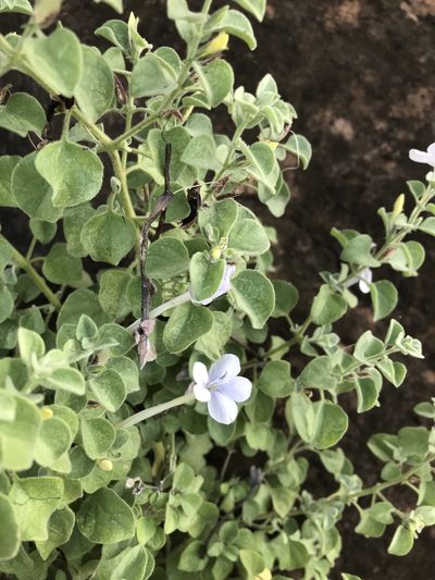 Barleria heterotricha, photographed by rosshawkins
