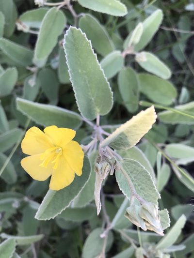 Melhania acuminata, photographed by rosshawkins
