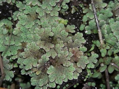 Azolla rubra, photographed by naturewatchwidow