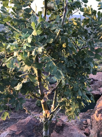 Commiphora marlothii, photographed by rosshawkins