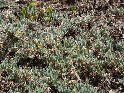 Atriplex maximowicziana, photographed by 葉子