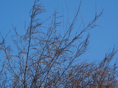 Sesbania cannabina, photographed by 葉子