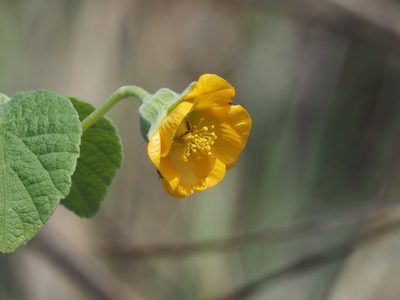 Abutilon guineense, photographed by 葉子