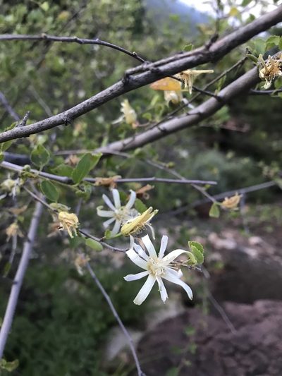 Grewia tenax, photographed by rosshawkins