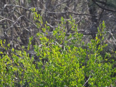 Lumnitzera racemosa, photographed by 葉子