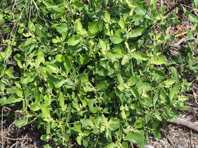 Pluchea indica, photographed by 葉子