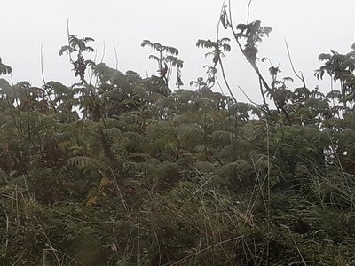 Melianthus major, photographed by naturewatchwidow