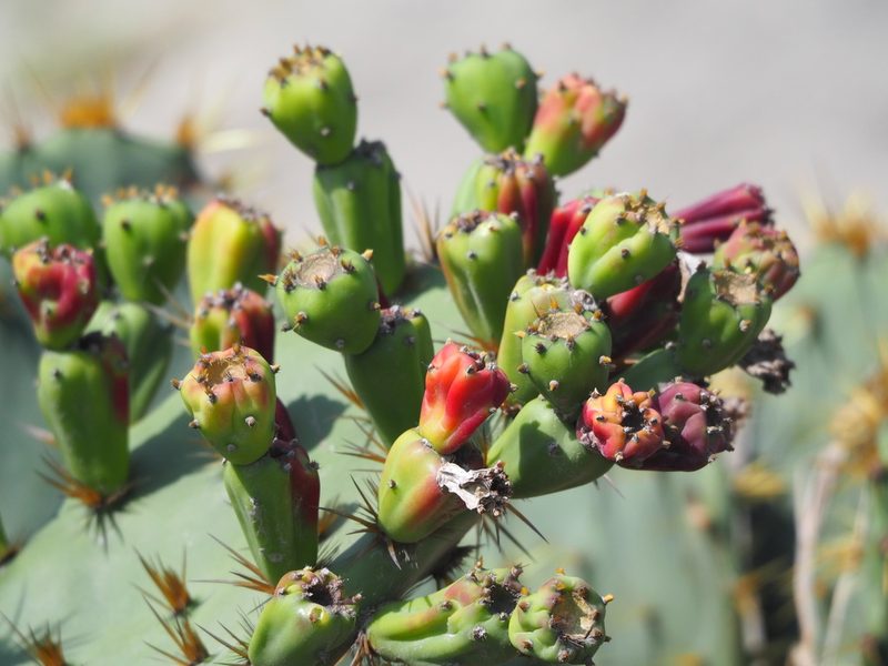 Opuntia dillenii, photographed by 葉子