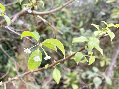 Ilex asprella, photographed by Toby Y