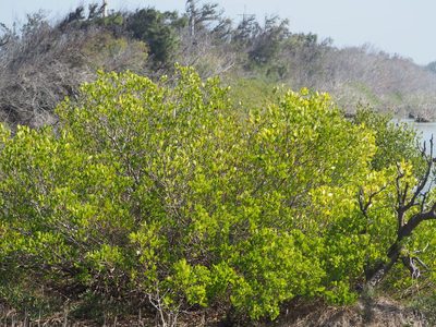 Lumnitzera racemosa, photographed by 葉子