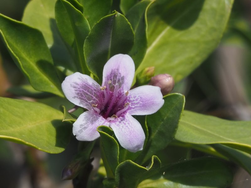 Myoporum bontioides, photographed by 葉子