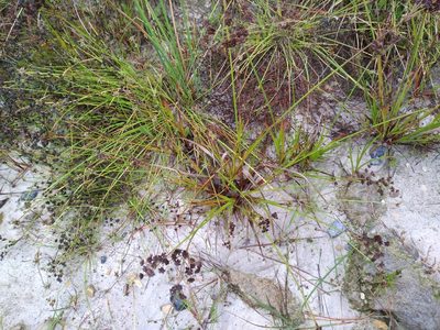 Juncus planifolius, photographed by Leon Perrie