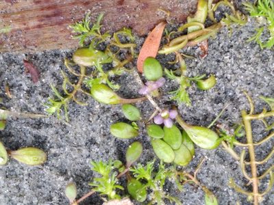 Glossostigma elatinoides, photographed by Leon Perrie