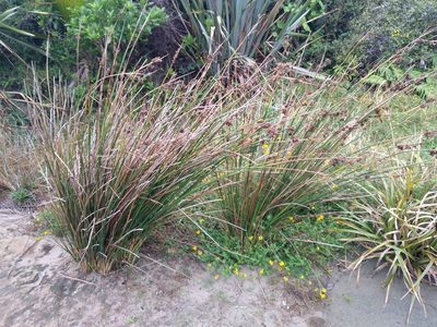 Juncus pallidus, photographed by Leon Perrie