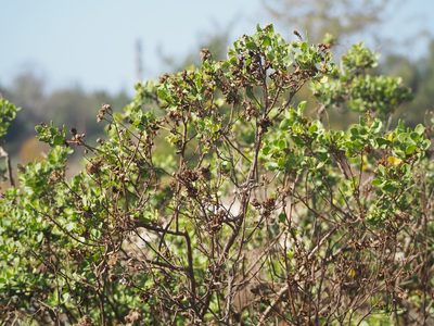 Pluchea indica, photographed by 葉子