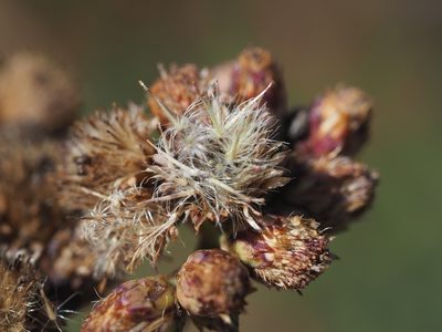 Pluchea pteropoda, photographed by 葉子