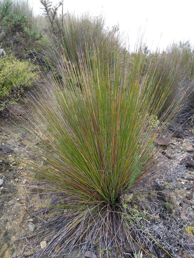 Lepidosperma neozelandicum, photographed by Leon Perrie