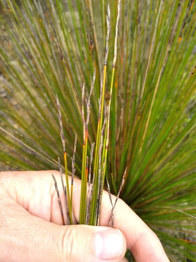 Lepidosperma neozelandicum, photographed by Leon Perrie