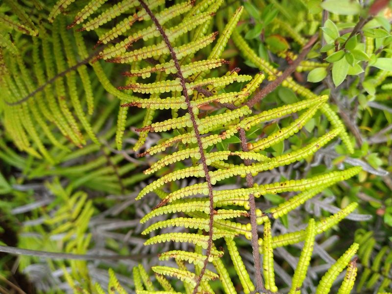 Gleichenia microphylla, photographed by Leon Perrie