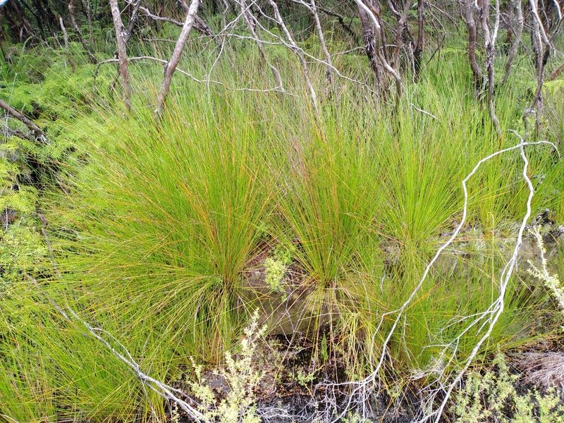 Lepidosperma neozelandicum, photographed by Leon Perrie