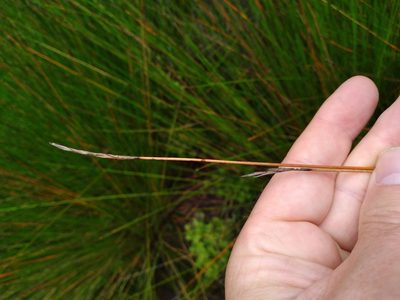 Lepidosperma neozelandicum, photographed by Leon Perrie
