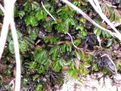 Hymenophyllum minimum, photographed by Leon Perrie