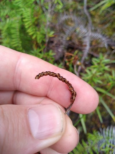 Microschizaea fistulosa, photographed by Leon Perrie