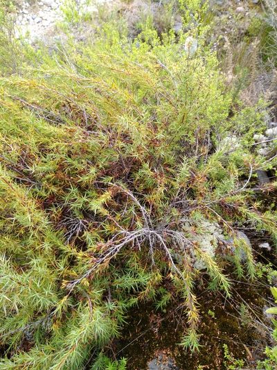 Dracophyllum trimorphum, photographed by Leon Perrie