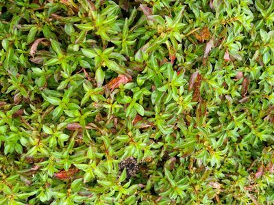 Ludwigia palustris, photographed by Leon Perrie