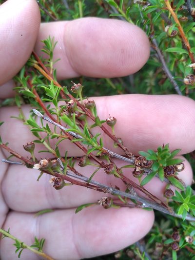 Kunzea amathicola, photographed by Leon Perrie