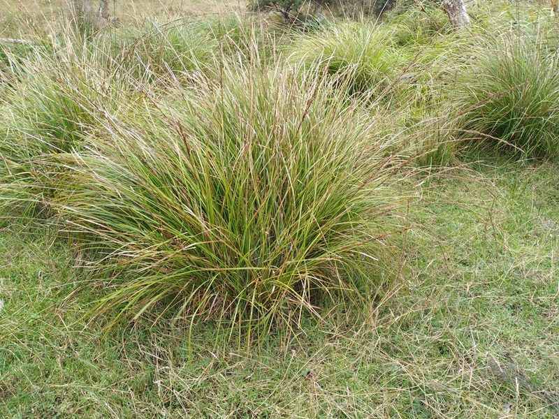 Carex rafflesiana, photographed by Leon Perrie