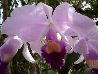 Cattleya trianae, photographed by Obed Palagot Echavarria