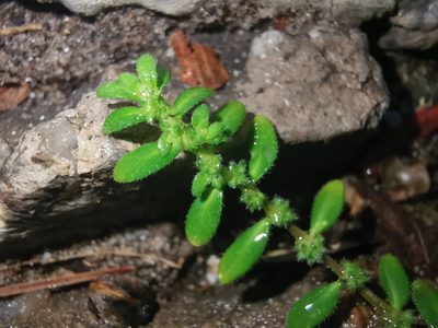 Herniaria hirsuta, photographed by Alexis Tinker-Tsavalas
