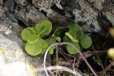 Peperomia urvilleana, photographed by Joe Dillon