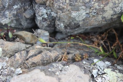 Wahlenbergia ramosa, photographed by Joe Dillon